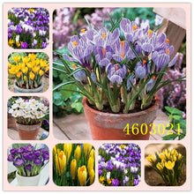 Load image into Gallery viewer, New 2019! Loss Promotion!! 100 Pcs Saffron Plants saffron crocus floresling Garden flowers plant Easy to grow, free delivery