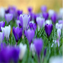 Load image into Gallery viewer, New 2019! Loss Promotion!! 100 Pcs Saffron Plants saffron crocus floresling Garden flowers plant Easy to grow, free delivery