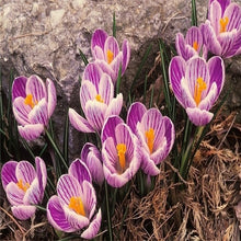 Load image into Gallery viewer, New 2019! Loss Promotion!! 100 Pcs Saffron Plants saffron crocus floresling Garden flowers plant Easy to grow, free delivery