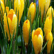 Load image into Gallery viewer, New 2019! Loss Promotion!! 100 Pcs Saffron Plants saffron crocus floresling Garden flowers plant Easy to grow, free delivery