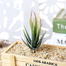 Load image into Gallery viewer, Assorted Realistic Green Faux Artificial Succulent Plants Aloe Foliage Fake Plastic Green Cactus Home Garden Decoration Hot Sale
