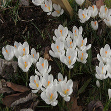 Load image into Gallery viewer, New 2019! Loss Promotion!! 100 Pcs Saffron Plants saffron crocus floresling Garden flowers plant Easy to grow, free delivery
