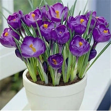 Load image into Gallery viewer, New 2019! Loss Promotion!! 100 Pcs Saffron Plants saffron crocus floresling Garden flowers plant Easy to grow, free delivery
