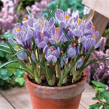 Load image into Gallery viewer, New 2019! Loss Promotion!! 100 Pcs Saffron Plants saffron crocus floresling Garden flowers plant Easy to grow, free delivery
