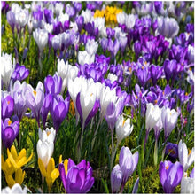 Load image into Gallery viewer, New 2019! Loss Promotion!! 100 Pcs Saffron Plants saffron crocus floresling Garden flowers plant Easy to grow, free delivery
