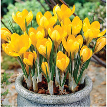 Load image into Gallery viewer, New 2019! Loss Promotion!! 100 Pcs Saffron Plants saffron crocus floresling Garden flowers plant Easy to grow, free delivery
