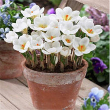Load image into Gallery viewer, New 2019! Loss Promotion!! 100 Pcs Saffron Plants saffron crocus floresling Garden flowers plant Easy to grow, free delivery
