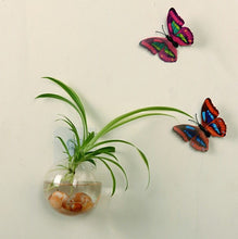 Load image into Gallery viewer, Garden Supplies Home Hanging Glass Ball Vase Flower Planter Pots Terrarium Container Home Garden Decoration
